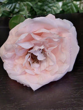 Capete de bujor artificial roz pal – material textil, diametru 9 cm, lungime 26 cm